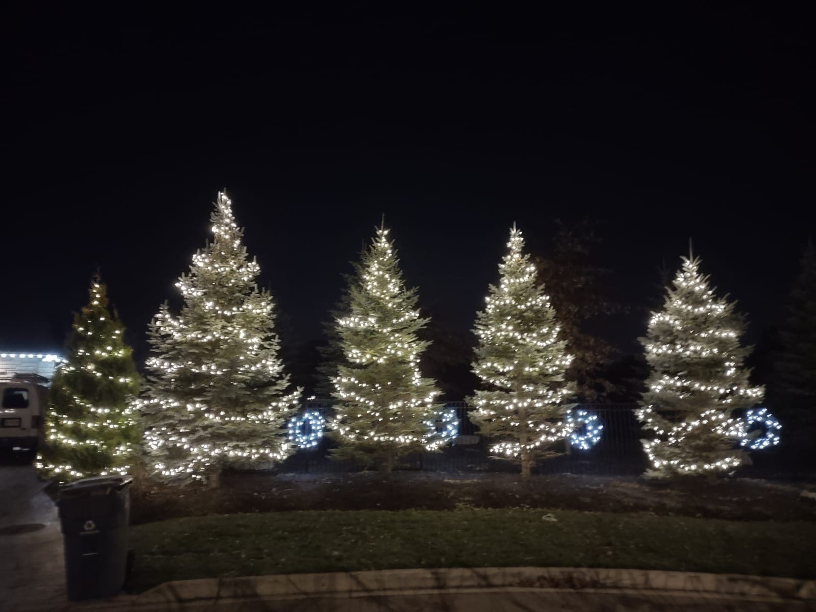 Row of large evergreen trees wrapped in warm-white Christmas lights with lit wreaths along a fence