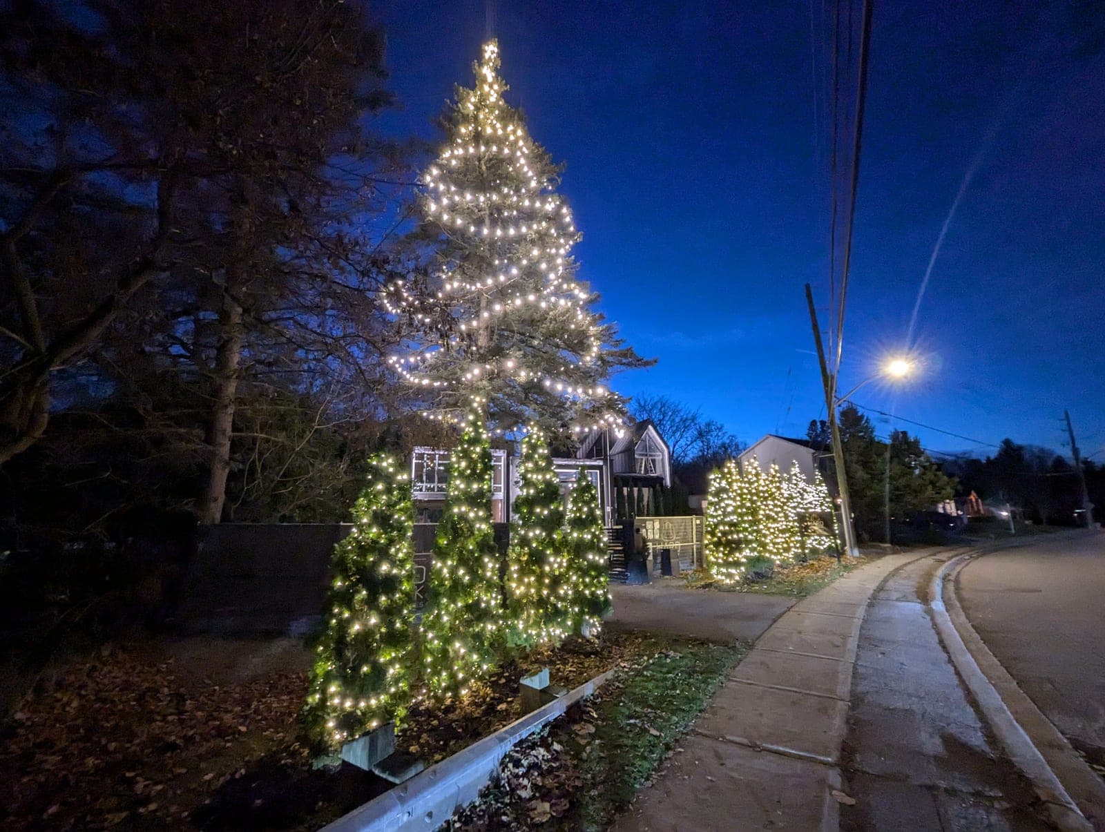 Tall illuminated evergreen and a cluster of lit cone trees beside a sidewalk at blue hour
